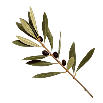 Closeup image of an olive branch with several ripe olives and vibrant green leaves against a pure black background png