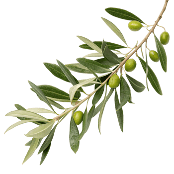 A lush olive branch with green olives and leaves against a black background png