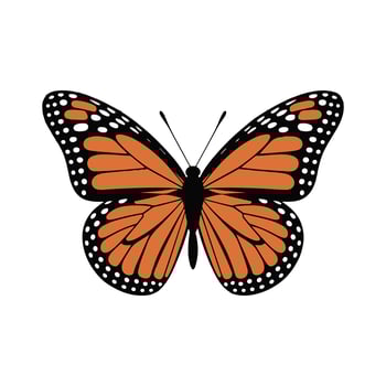 Monarch Butterfly Illustration with Striking Orange and Black Details vector