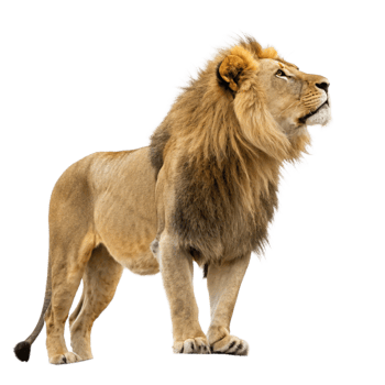 Majestic African Male Lion Standing Tall Against Black Background Wildlife Photography png