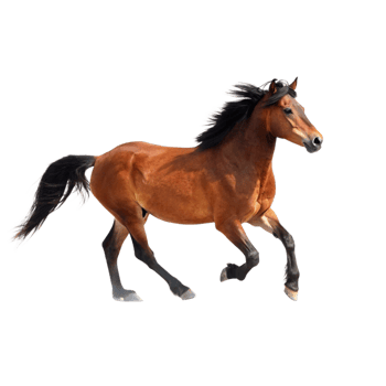 A Stunning Chestnut Horse in Motion Against a Black Background png