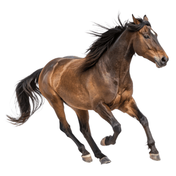 A Stunning Brown Horse in Full Gallop Against a Black Background png