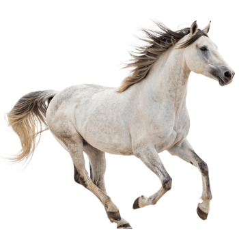 A Stunning White Horse in Motion a Majestic Gallop Across Open Space png