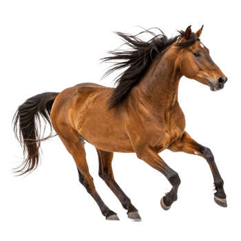 Stunning Chestnut Horse in Motion a Breathtaking Gallop Across White Background png