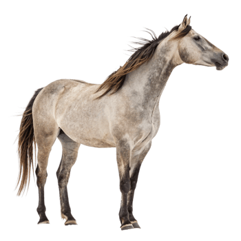 Stunning Profile of a Grey Horse Against Black Background png