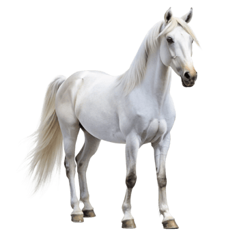 Majestic White Horse Standing Against Black Background Beautiful Animal Photography png