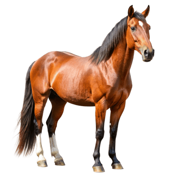 Stunning Chestnut Horse with Dark Mane and Tail Isolated on Black Background png