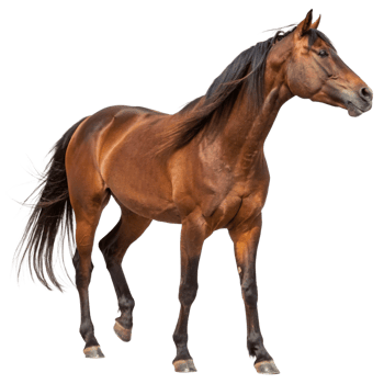 Stunning Brown Horse with Flowing Mane and Tail Against Black Background png