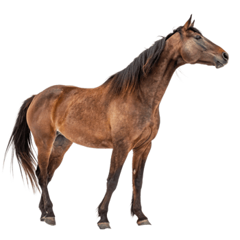 A Stunning Brown Horse Standing on a Black Background A Majestic Equine Image png