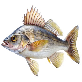 Stunning Closeup of a Spiny Chromis Fish with Detailed Fins and Scales png