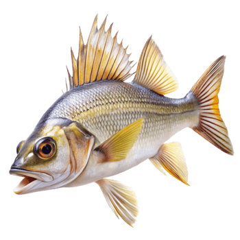 A Stunning Closeup of a Spiny Chromis Fish with Vibrant Colors and Intricate Details png