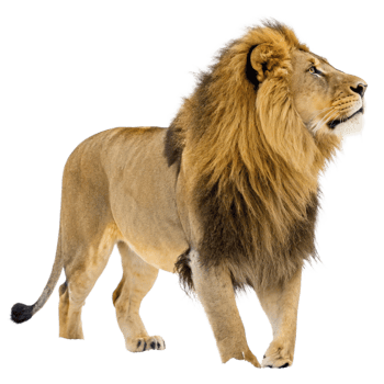 Magnificent Male African Lion with a Full Mane Standing on Black Background png
