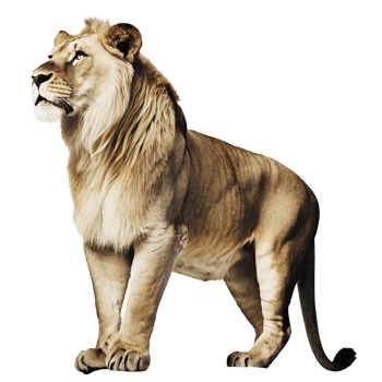 Majestic African Lion Standing Tall Against a Black Background, Powerful and Regal Wild Cat png