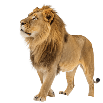 Majestic Male Lion Walking on Black Background A Stunning Portrait of a Wild Cat png