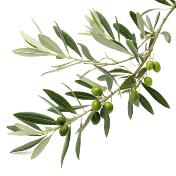 A Detailed Closeup of an Olive Branch with Ripe Green Olives and Lush Leaves png