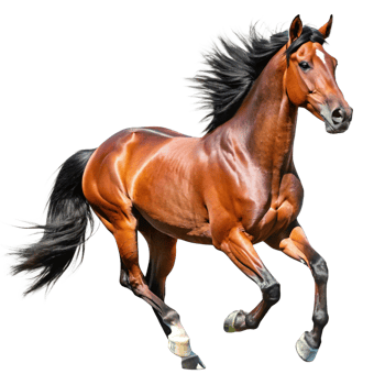 Stunning Chestnut Horse in Motion Against Black Background A Majestic Stallion with Flowing Mane and Tail png