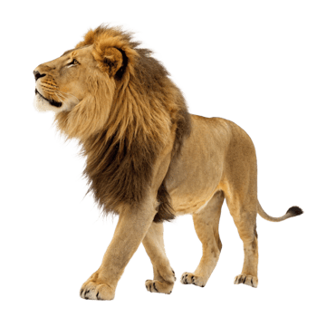 Majestic African Lion Walking in Profile View Against Black Background png