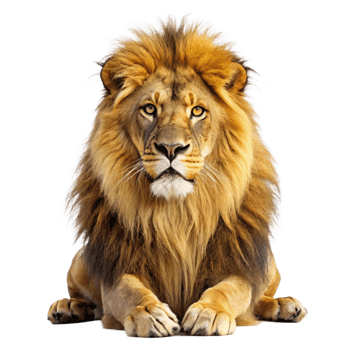 Majestic African Lion with Golden Mane Resting on Black Background png