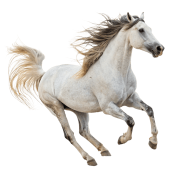 Majestic White Horse in Full Gallop Stunning Animal Photography png