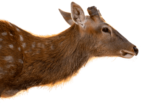 Deer walking forward, sunset light, transparent background. png