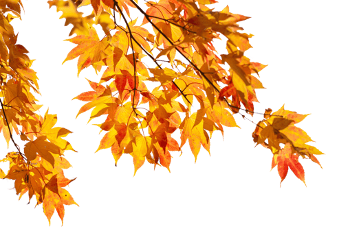 Autumn maple leaves with transparent background png