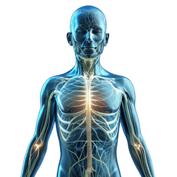 impressive modern dramatic artistic Transparent Human Anatomy Nervous authentic original png