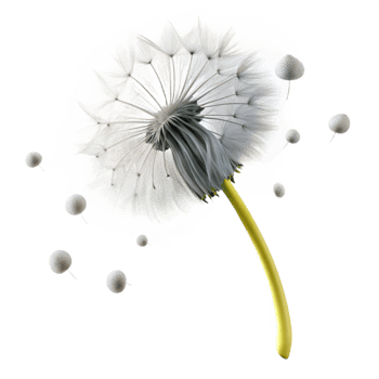 dramatic traditional A Single Dandelion Seed Head with Seeds professional png