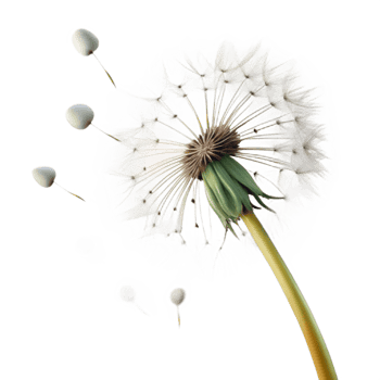 elegant creative A Single Dandelion Seed Head with Seeds detailed png