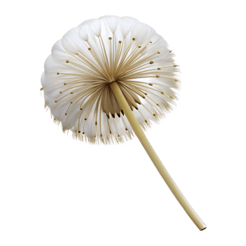 elegant modern Single dandelion seed head, 4K png