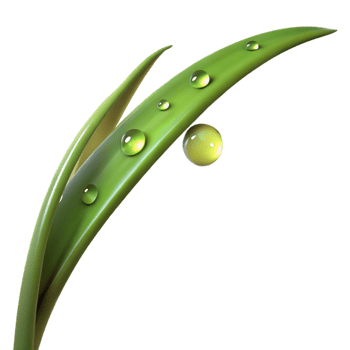 elegant creative A single blade of grass with dew drops, morning sunlight, macro photography style premium png