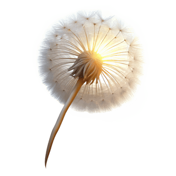 magnificent contemporary A lone dandelion seedhead, delicate and ethereal, illuminated by a backlight, minimalist photography style detailed png