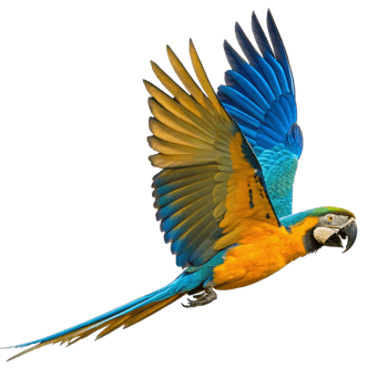 Spectacular Blue Gold Macaw in Flight Against Black Background png