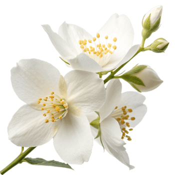 Closeup of Beautiful White Jasmine Flowers in Full Bloom png