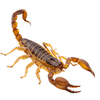 Closeup of a Yellow Desert Scorpion Showing Intricate Details of its Anatomy png