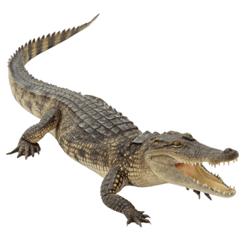 A Young Nile Crocodile Crawling on Black Background Showing its Teeth png