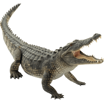 A large crocodile with its mouth open, showcasing its sharp teeth and powerful jaws png