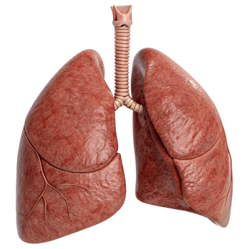 Detailed 3D rendering of human lungs with trachea and bronchi png