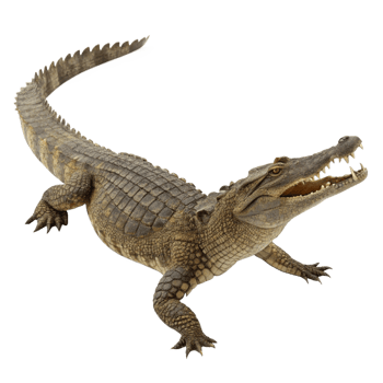 A Stunning Closeup of a Nile Crocodile with its Jaws Open Wide Displaying Sharp Teeth png