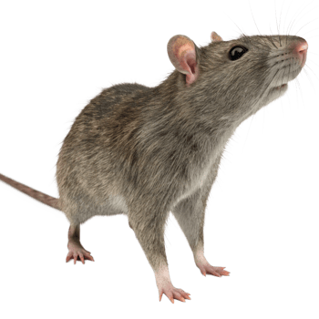 A Detailed Close Up of a Grey Rat Standing on a Black Background png