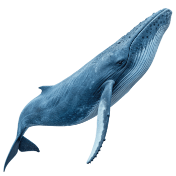 Stunning Humpback Whale Breaching the Surface in a Dark Ocean png