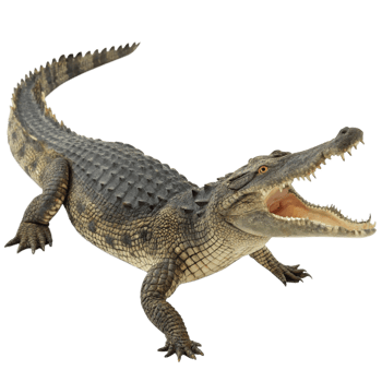 A large crocodile with its mouth open wide showing its sharp teeth on a black background png
