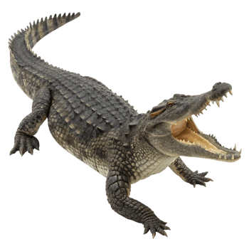 A Detailed Closeup of a Large Nile Crocodile with its Jaws Open Wide png