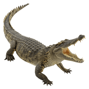 A large crocodile with its jaws open wide showing sharp teeth, powerful legs and a long scaly tail isolated on black background png