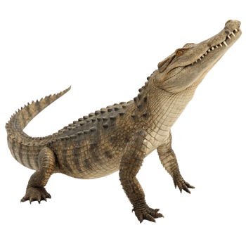A Young Spectacled Caiman Posing on a Black Background png