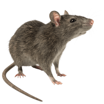 A Detailed Close Up View of a Brown Rat Sitting on a White Background png