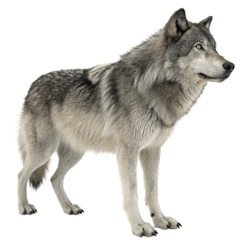 Majestic Gray Wolf Standing Profile Against Black Background png