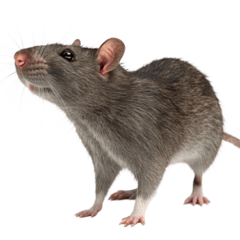 A Closeup of an Adorable Gray Rat with Long Whiskers png