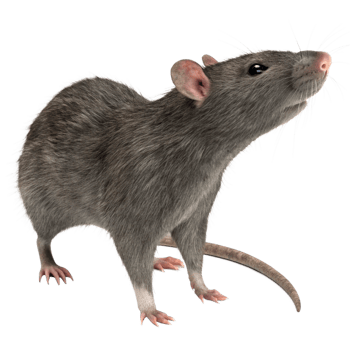 A Detailed Close Up Image of a Gray Rat Standing on a Black Background png