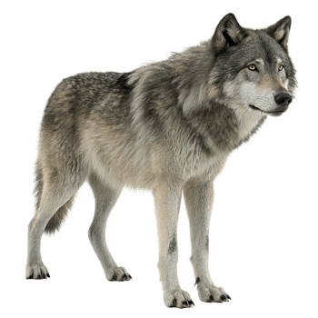 Majestic Gray Wolf Standing Isolated on Black Background Wildlife Photography png