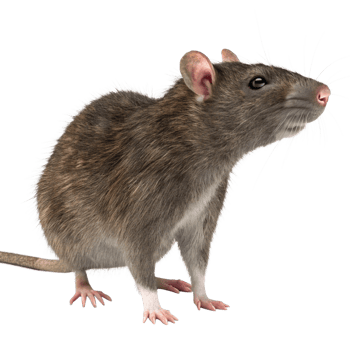 A Detailed Closeup of a Brown Rat Isolated on Black Background png